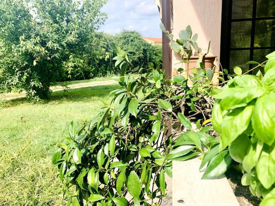 Apartamento Raffinatezza Rustica Nella Campagna Veneziana Canton  Exterior foto